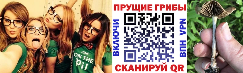 Купить где  Ессентукская  Галлюциногенные грибы GOLDEN TEACHER 